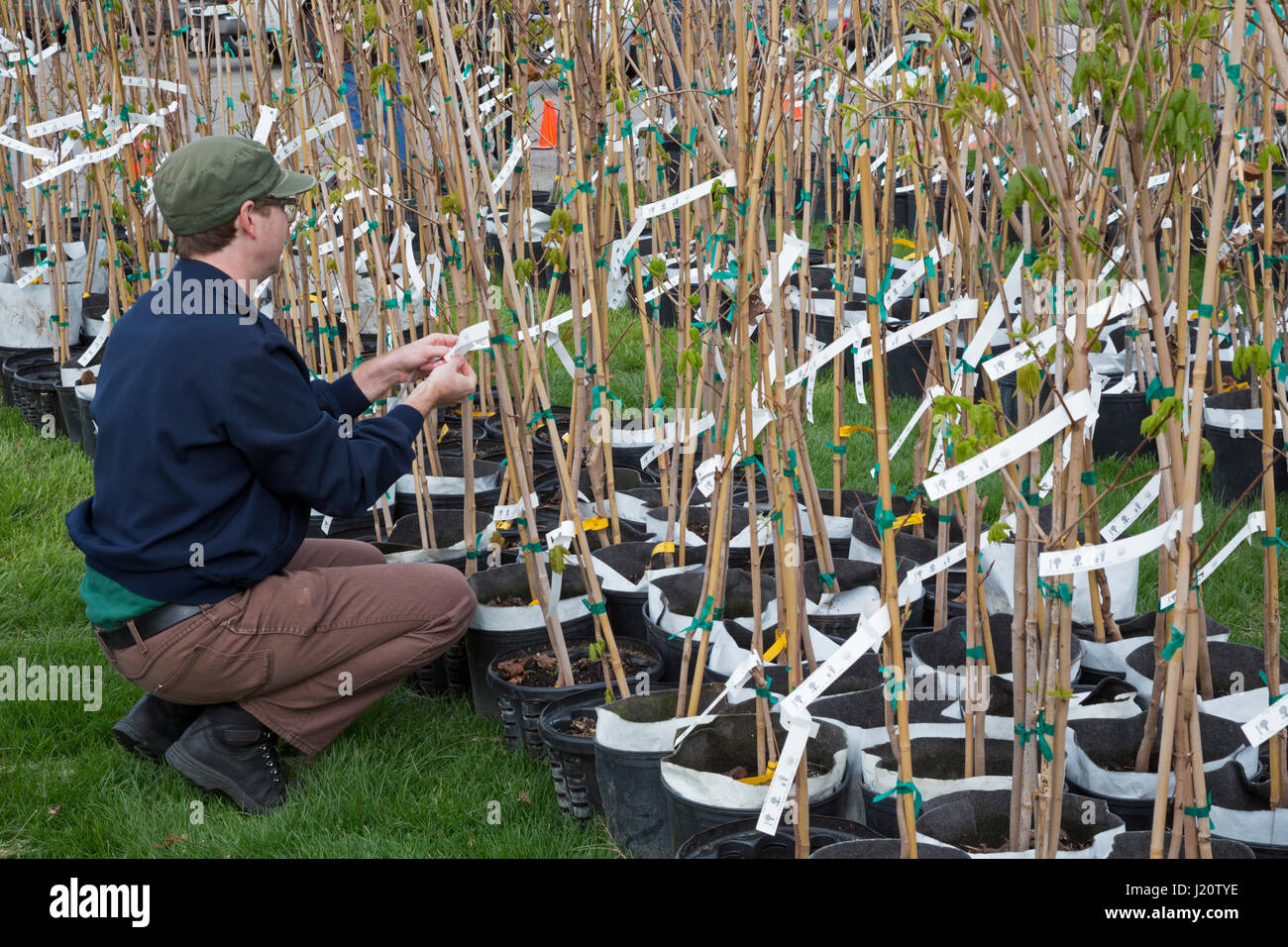 Detroit, Michigan - der Arbor Day Foundation und der Michigan Department of Natural Resources verteilt 1.000 kostenlose Bäume für Detroit Einwohner. Viele Stockfoto