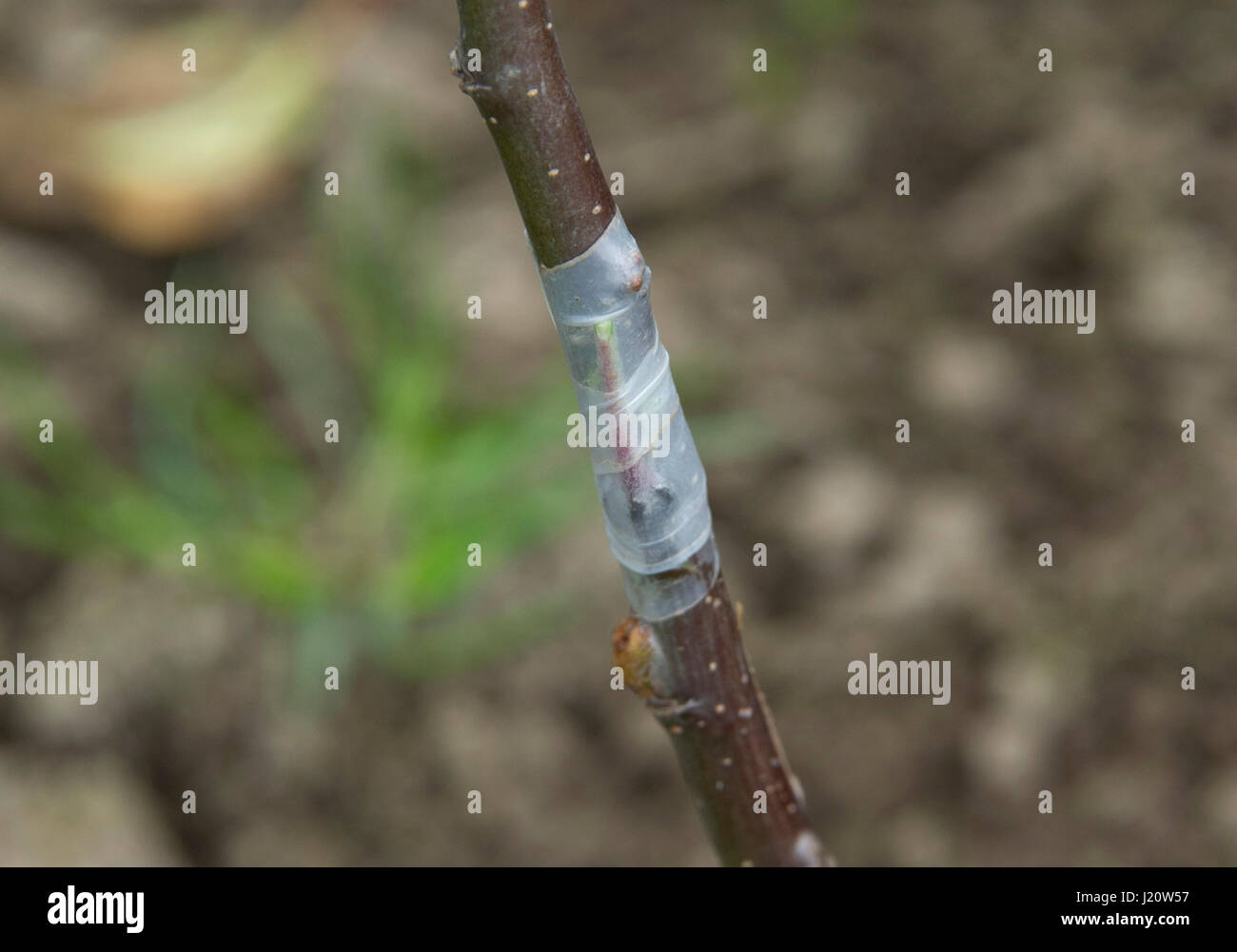 Orchardist tom Adams in den Cambrian Railway orchard Projekt in Telford, Shropshire, UK, mit "jupiter" (rot), eine Auswahl und Veredelung ein Apfelbaum Stockfoto