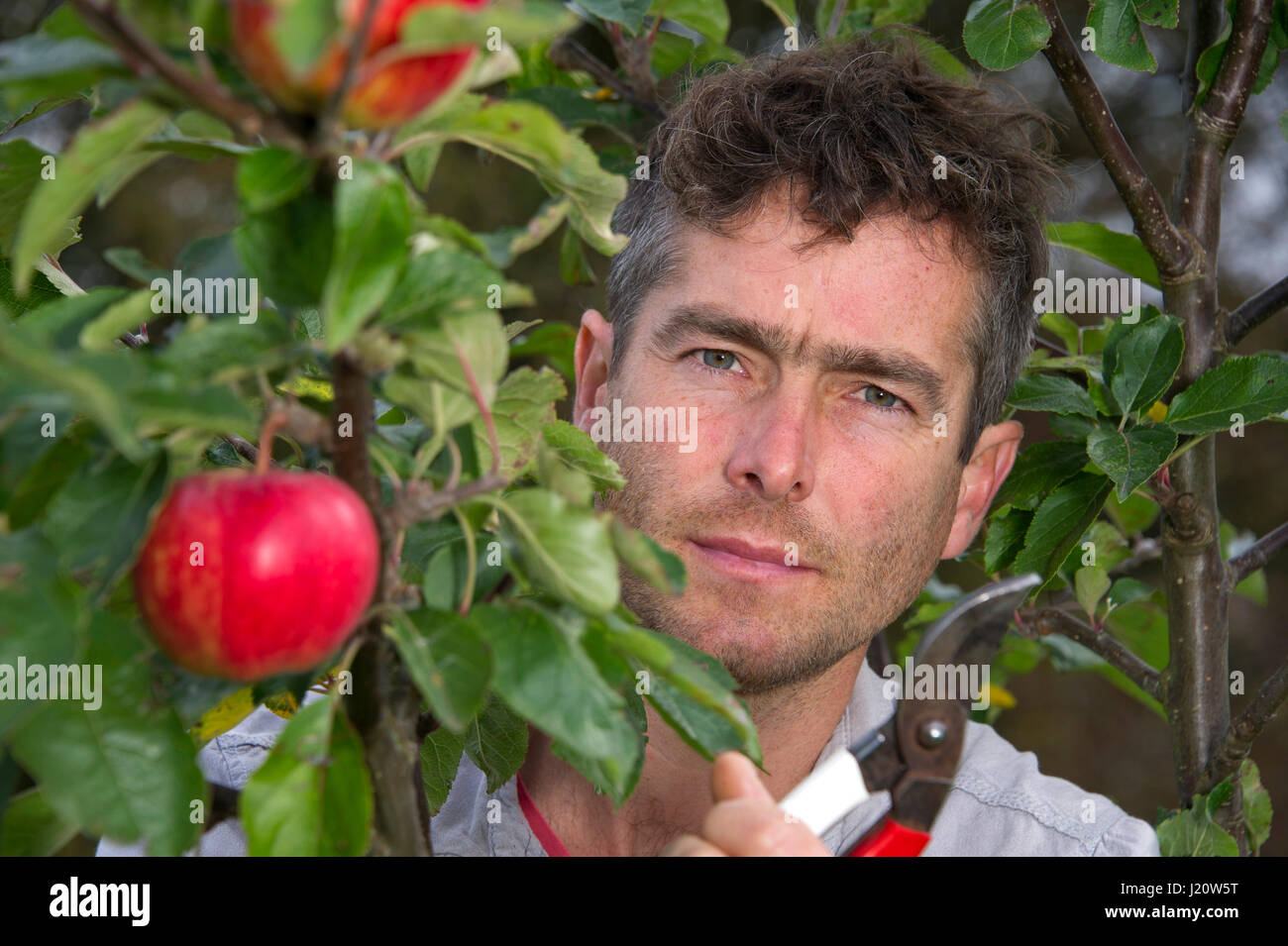 Orchardist tom Adams in den Cambrian Railway orchard Projekt in Telford, Shropshire, UK, mit "jupiter" (rot), eine Auswahl und Veredelung ein Apfelbaum Stockfoto