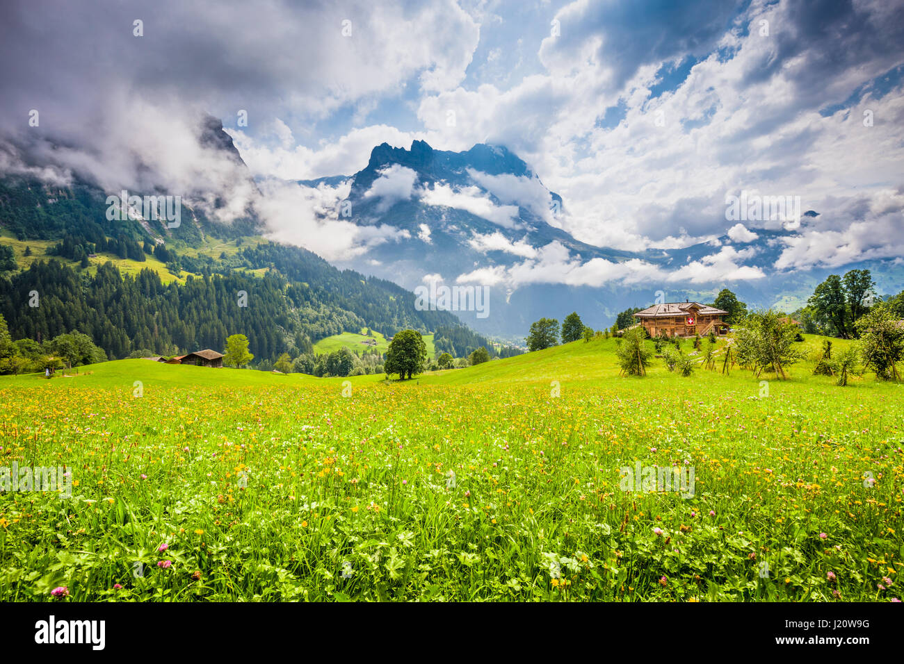 Idyllische Berglandschaft in den Alpen mit berühmten Eiger und Jungfrau Gipfeln und Chalet in frischen grünen Wiesen im Sommer, Grindelwald, Schweiz Stockfoto
