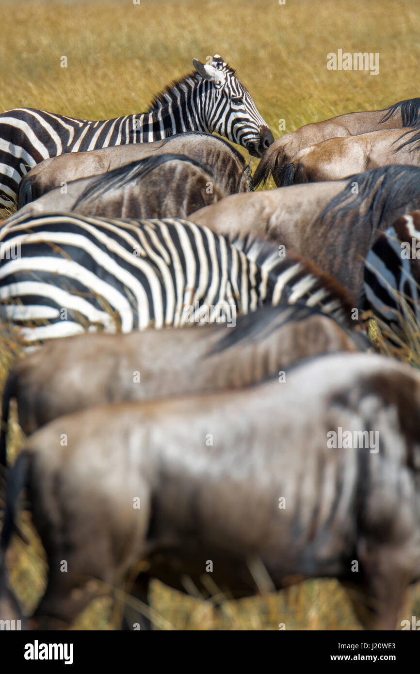 Mischung aus Herden von Zebras, Equus Quagga und Gnus, Connochaetes Gnou, während der Völkerwanderungszeit, Masai Mara, Kenia, Ostafrika Buchell Stockfoto