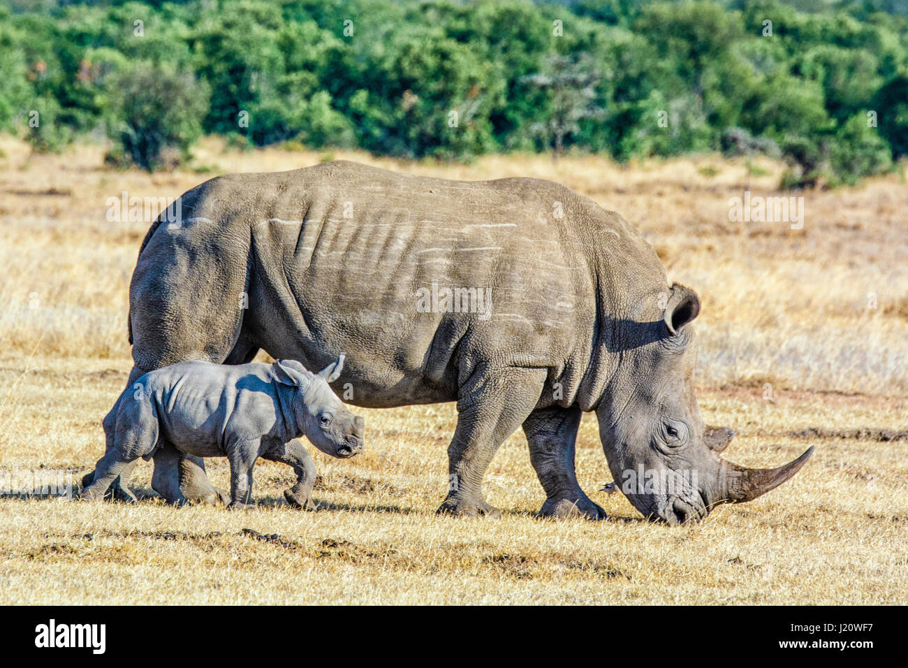 Adultes weibliches nashorn -Fotos und -Bildmaterial in hoher Auflösung ...