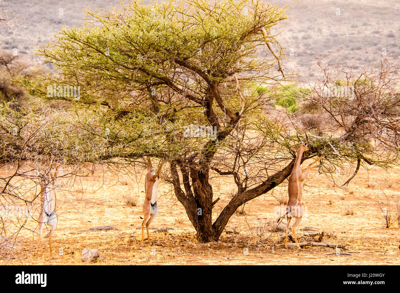Drei wilde afrikanische Gerenuks, Litocranius Walleri, Surfen, Essen von einem Baum in der Buffalo Springs Game Reserve, Kenia, Ostafrika Stockfoto