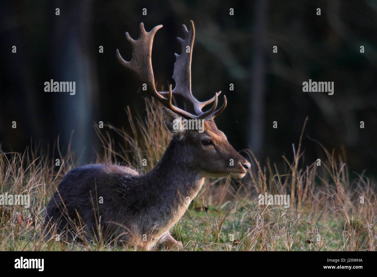 Damhirsch Hirsch sitzen in der Abendsonne im New Forest Stockfoto