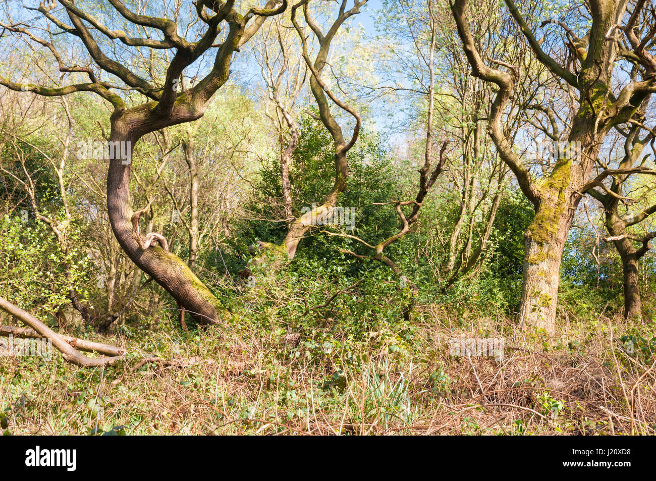 Stoneycliffe Holz Natur Reserve, in der Nähe von Netherton in Yorkshire, England Stockfoto