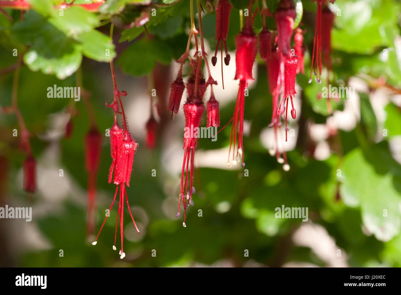 Ribes Speciosum Strauch in Blüte Stockfoto