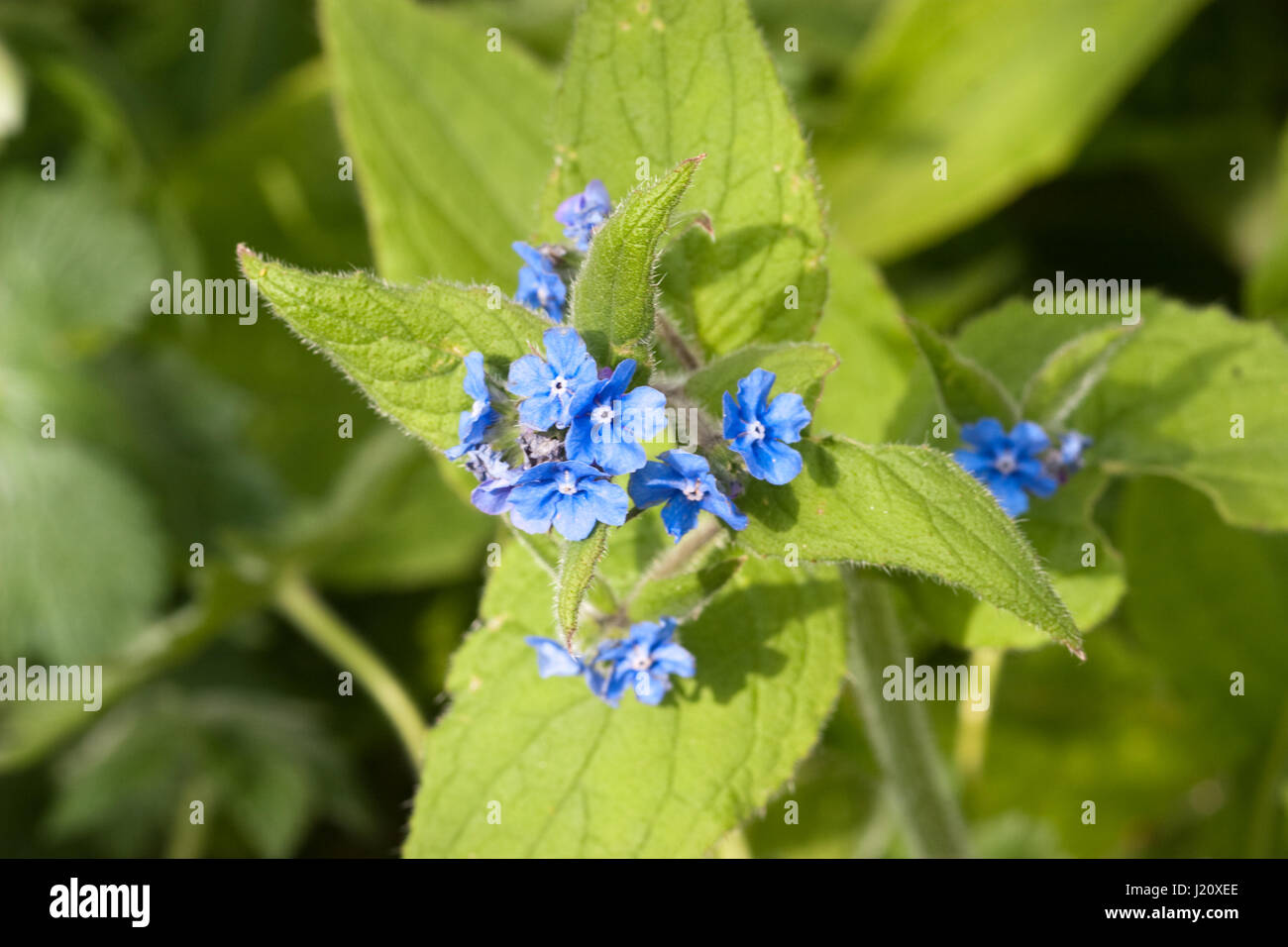 Grüne Alkanet in Blüte Nahaufnahme Stockfoto
