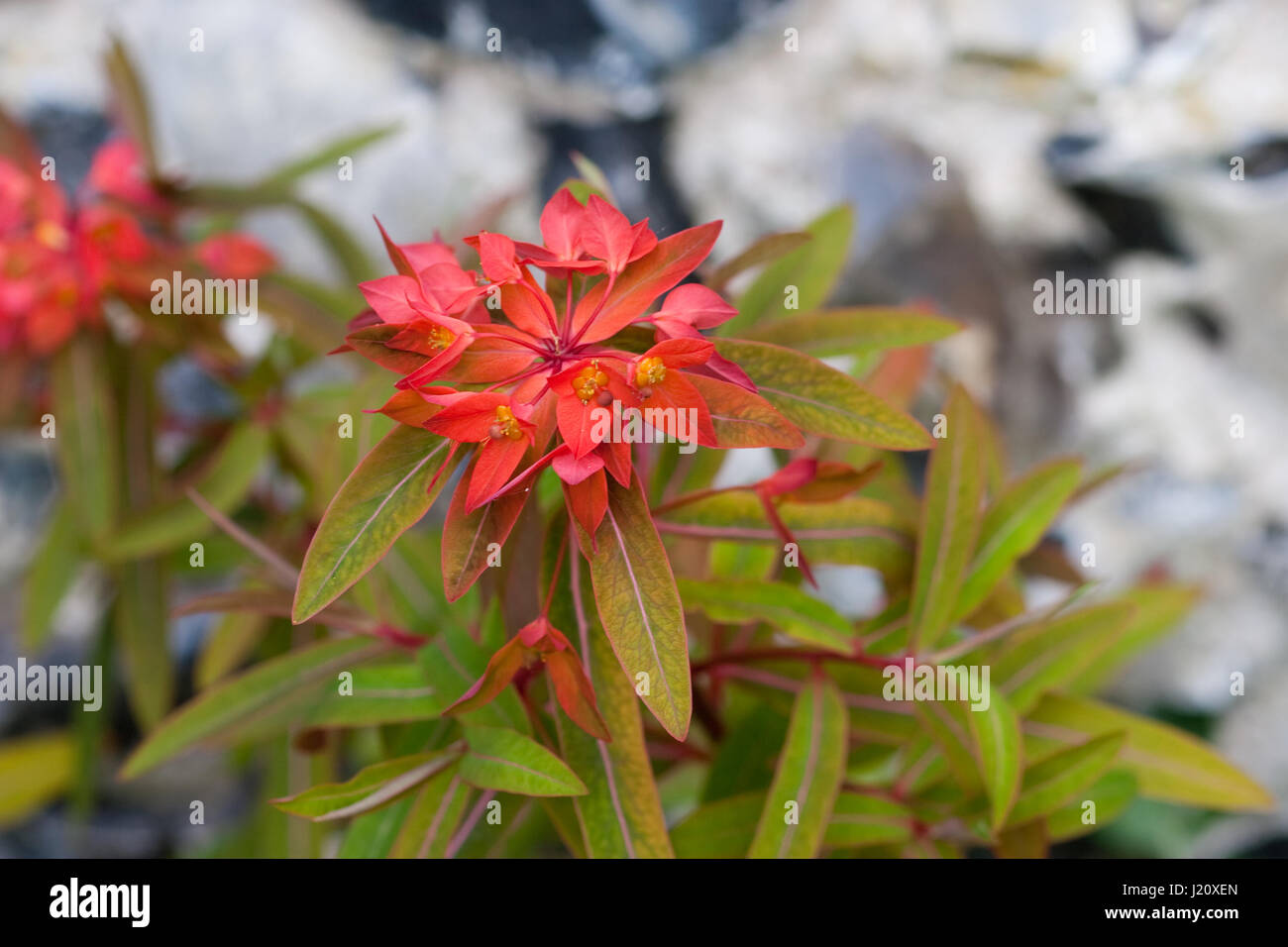 Euphorbia Griffithii 'Fireglow' Stockfotografie Alamy
