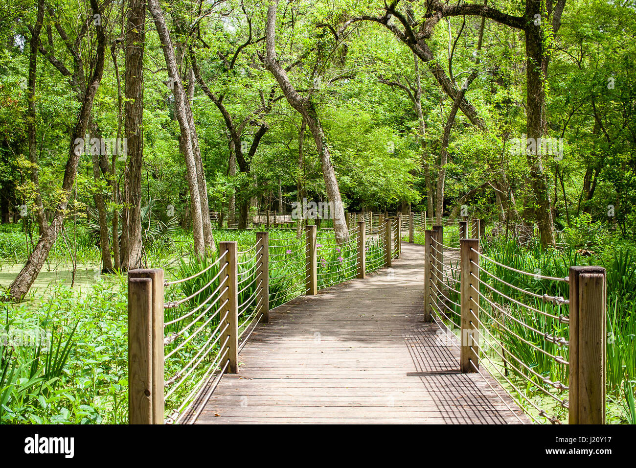 Kurvenreiche Holzbrücke über Sumpf im park Stockfoto