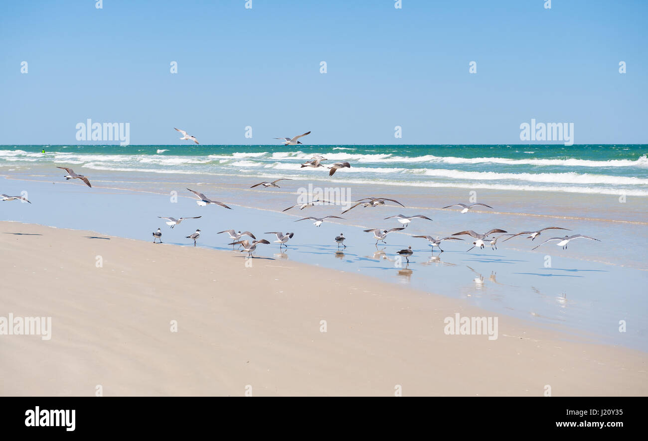 Möwen in Scharen zu den unberührten weißen Sandstränden von Captiva Island im sonnigen Florida und der aquamarinen Wellen Absturz in an einem schönen Sonnentag blau Stockfoto