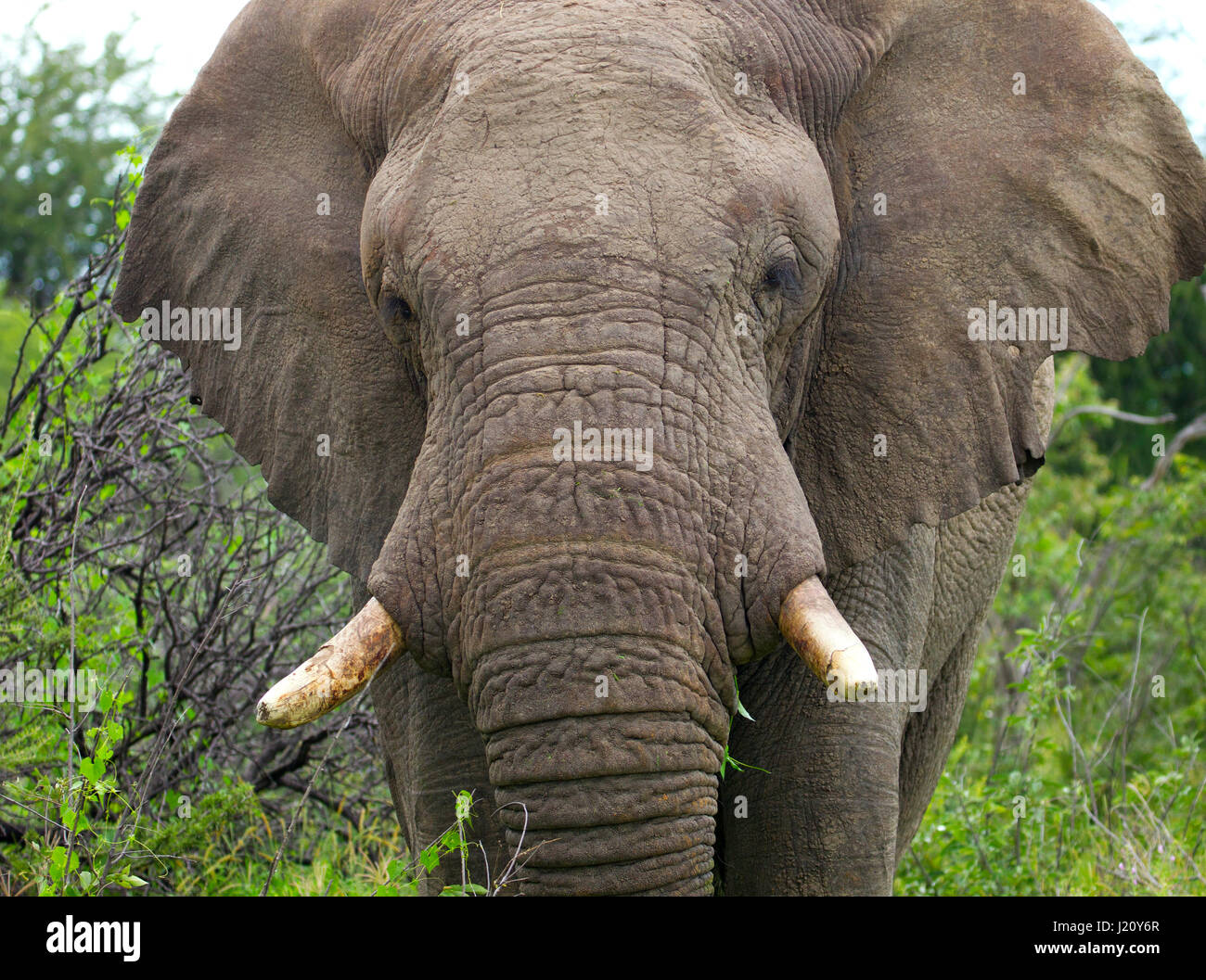 Elefant Loxodonta Africana Etosha-Namibia Stockfoto