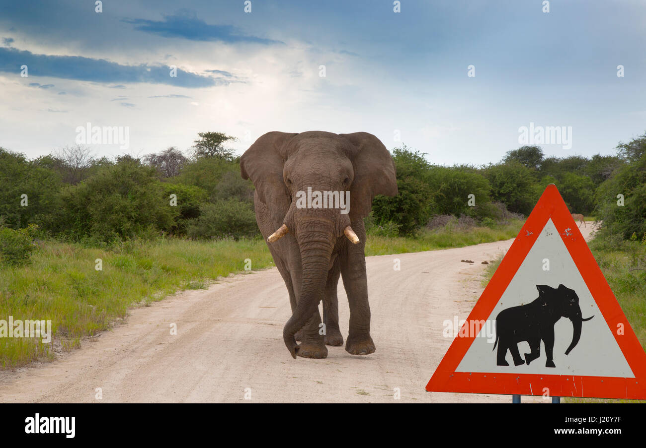 Elefant Loxodonta Africana Namibia auf der Straße mit Warnschild Stockfoto