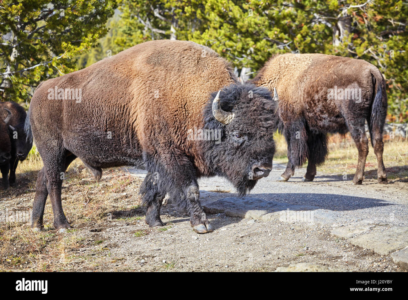 Der amerikanische Bison (Bison Bison) im Yellowstone-Nationalpark, Wyoming, USA. Stockfoto