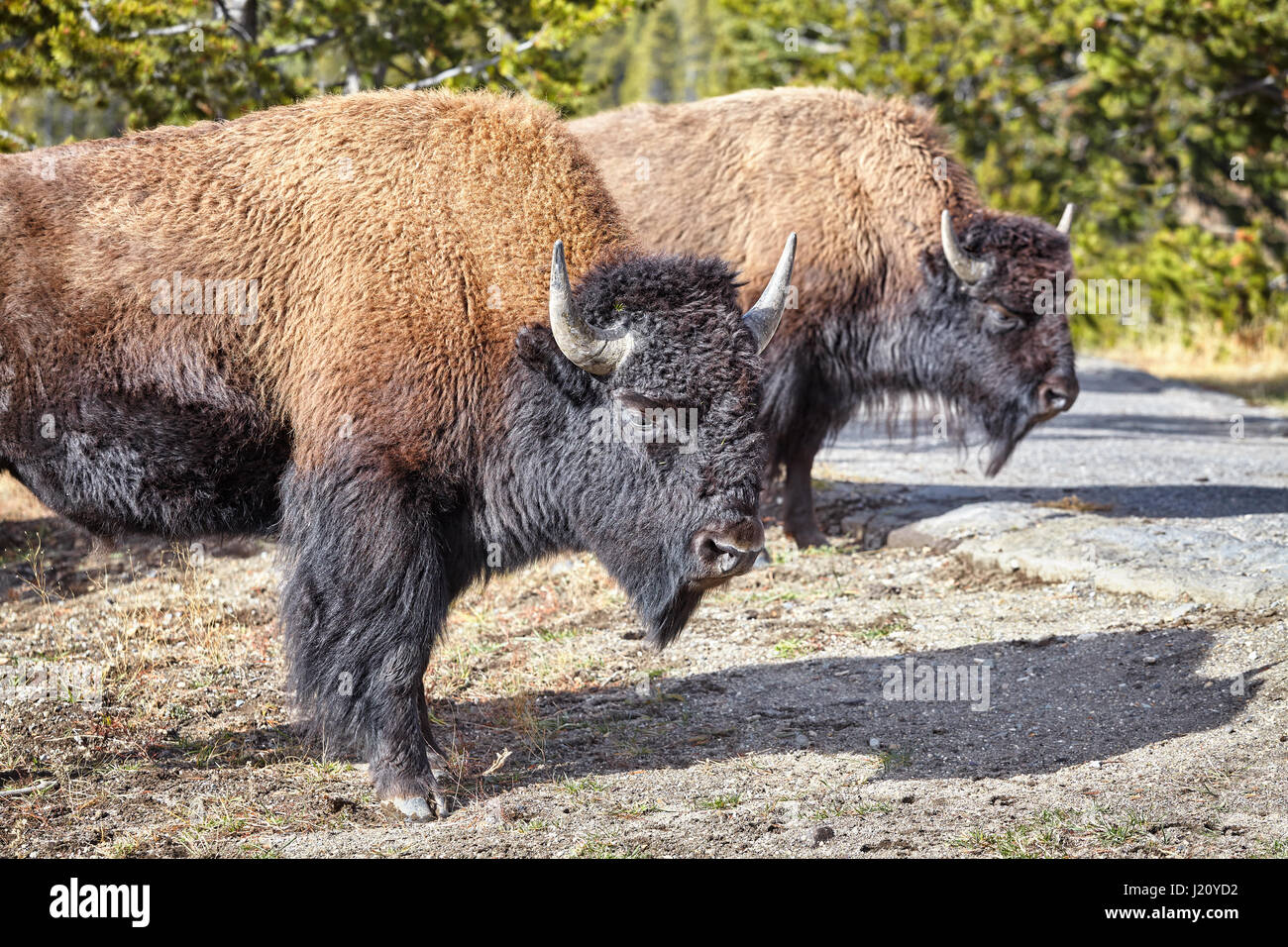 Zwei amerikanische Bisons (Bison Bison) im Yellowstone-Nationalpark, Wyoming, USA. Stockfoto