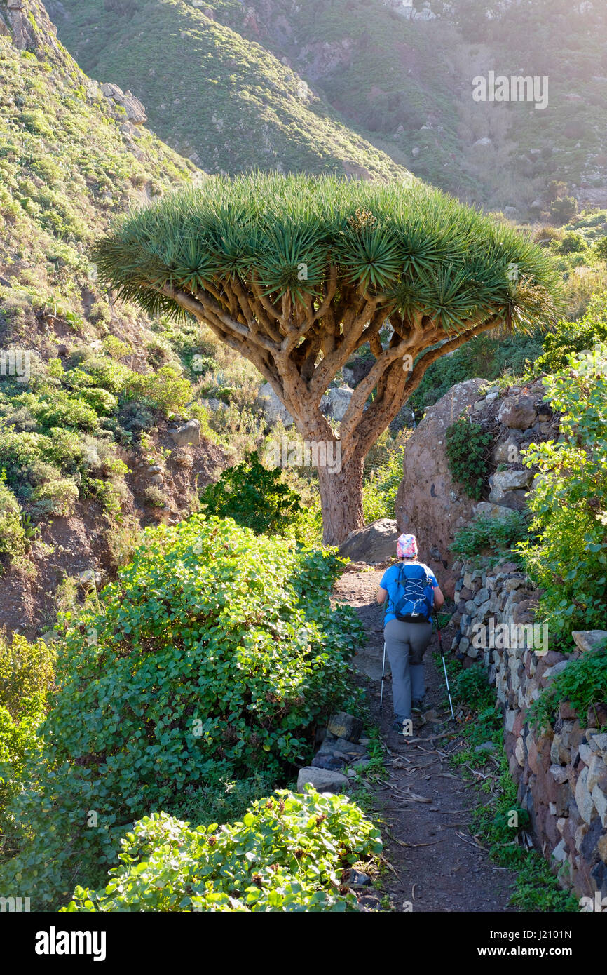 Frau Auf Wanderweg, Kanarischer Drachenbaum (Dracaena Draco), El Draguillo, Anaga-Gebirge, Teneriffa, Kanarische Inseln, Spanien Stockfoto