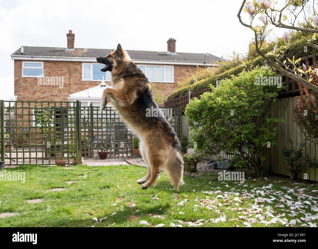Hund springt Stockfoto