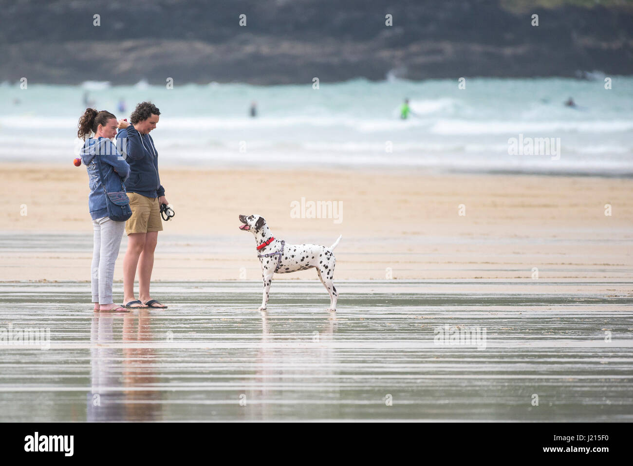 Leute, die mit einem dalmatinischen Hund am Fistral Beach in Newquay in Cornwall in Großbritannien spielen. Stockfoto