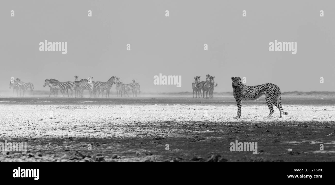 Ein Blick auf die weiße sandigen Ebenen in Liuwa-Plain-Nationalpark, Sambia Gepard Stockfoto