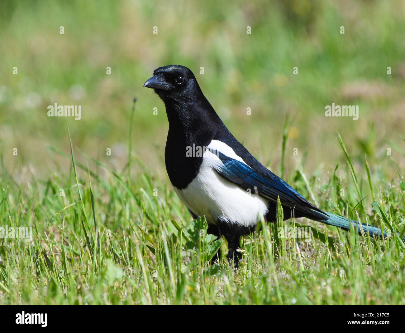 Nahaufnahme von Elster (Pica Pica). Stockfoto