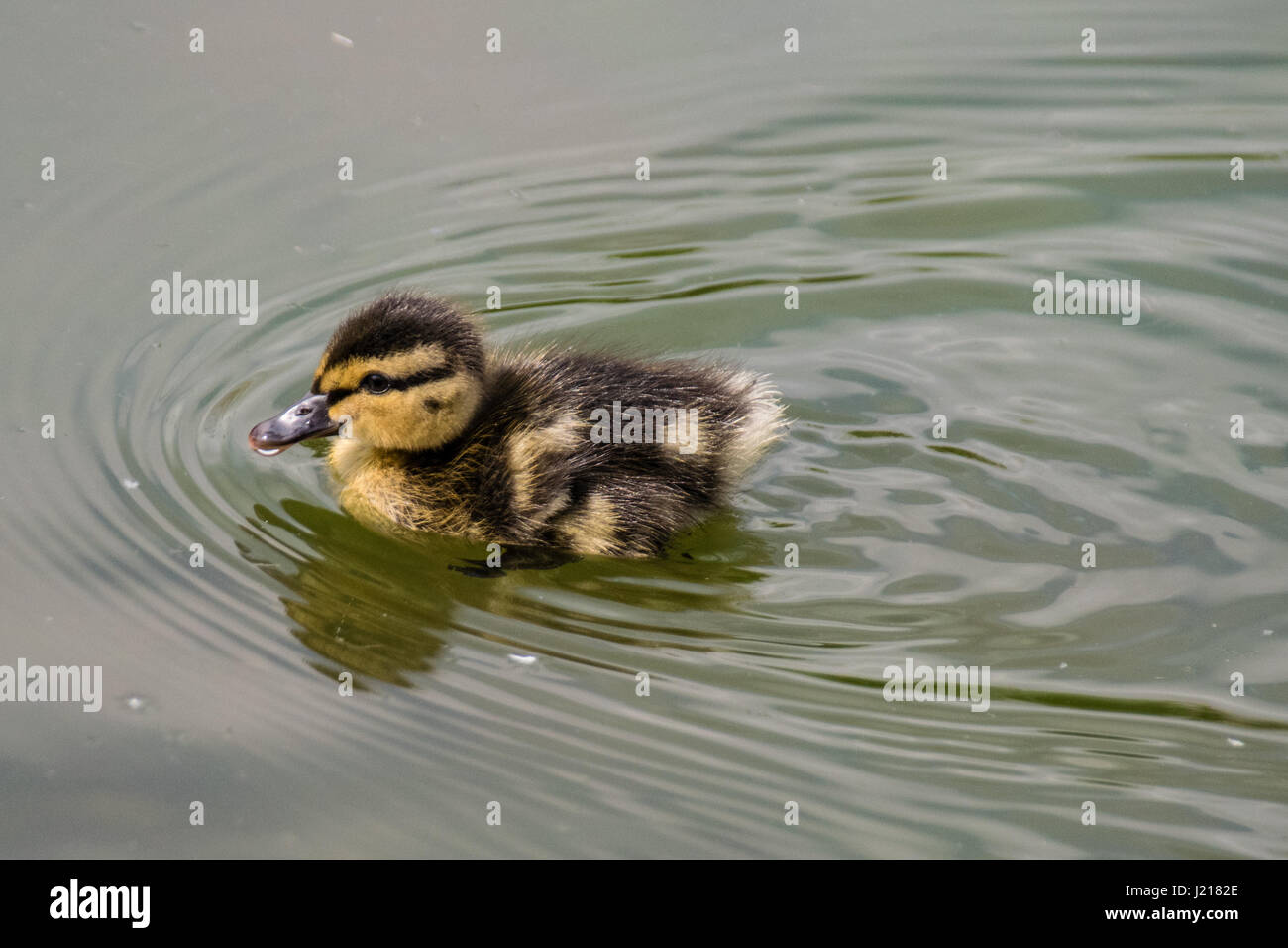 Einzelfeder junge Stockente Entchen schwimmen auf einem noch ruhige See Stockfoto