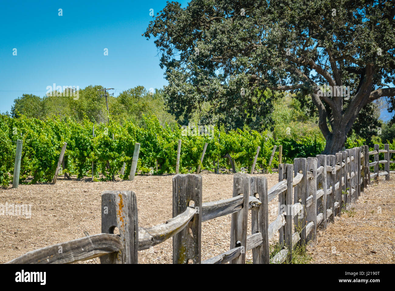 Eine Perspektive auf einen hölzernen Zaun führt Weg zu einem Weinberg zwischen den Küsten Phaseneiche Bäumen in Santa Ynez Tal Wein-Land in Süd-Kalifornien Stockfoto