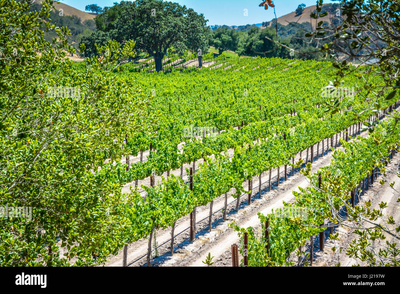 Spalieren Weinstöcke trail entlang der Zeilen eines Weinbergs inmitten der sanften Hügel und Berge von Santa Ynez Tal Wein-Land in Kalifornien Stockfoto