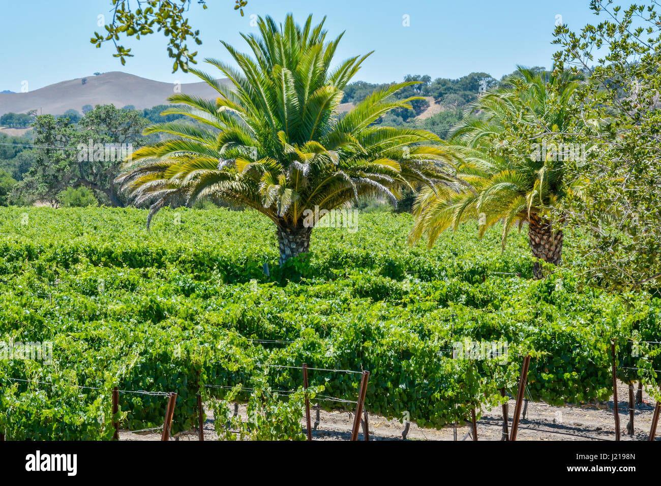 Palmen in einem Weinberg im Weinland des Santa Ynez Valley in Südkalifornien in der Nähe von Los Olivos, CA, USA Stockfoto
