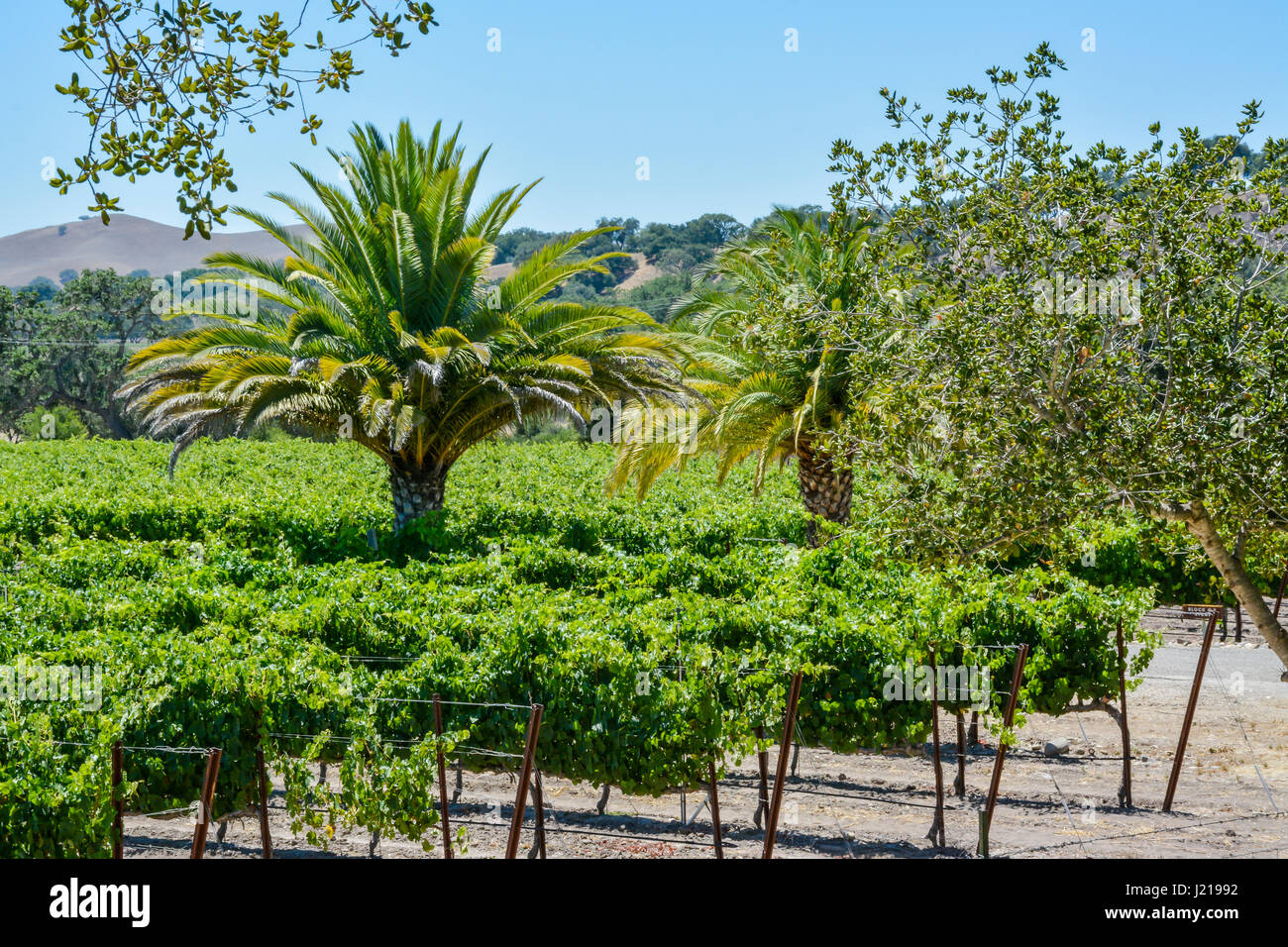 Palmen in einem Weinberg in den Santa Ynez Valley in Südkalifornien in der Nähe von Los Olivos, CA, USA Stockfoto