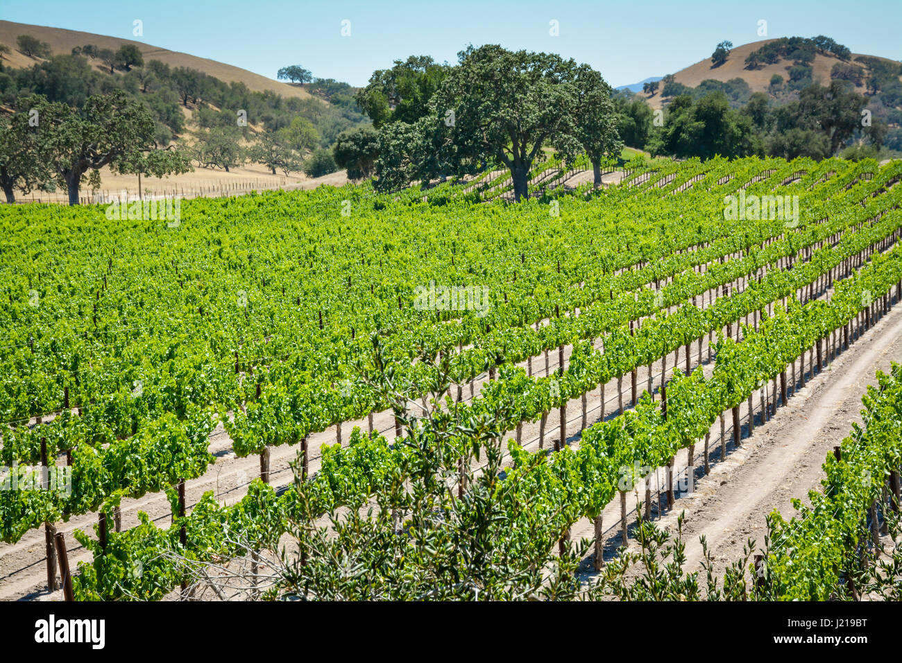 Spalieren Weinstöcke trail entlang der Zeilen eines Weinbergs inmitten der sanften Hügel und Berge von Santa Ynez Tal Wein-Land in Kalifornien Stockfoto