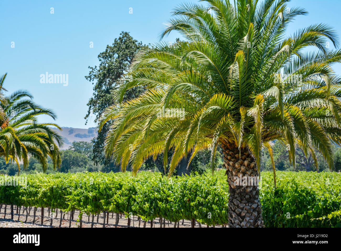 Palmen mit Blick auf die Zeilen eines Weinbergs inmitten der sanften Hügel und Berge von Santa Ynez Tal Wein-Land in Kalifornien Stockfoto