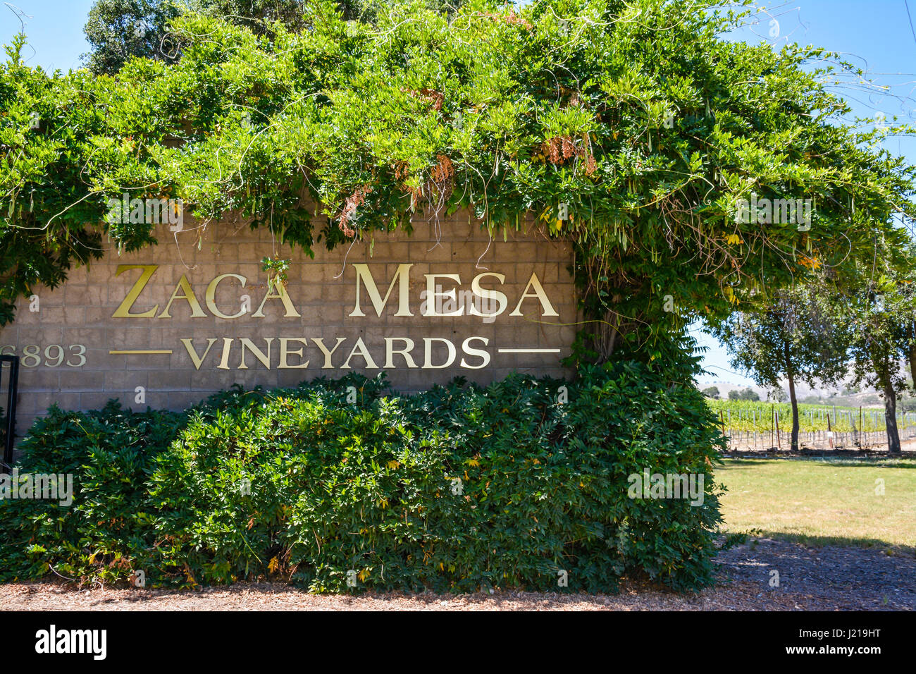 Das Grün überwucherte und verworrene überwältigt dem Ortseingangsschild Zaca Mesa Weinberge in Santa Ynez Tal Wein-Land in Süd-Kalifornien Stockfoto