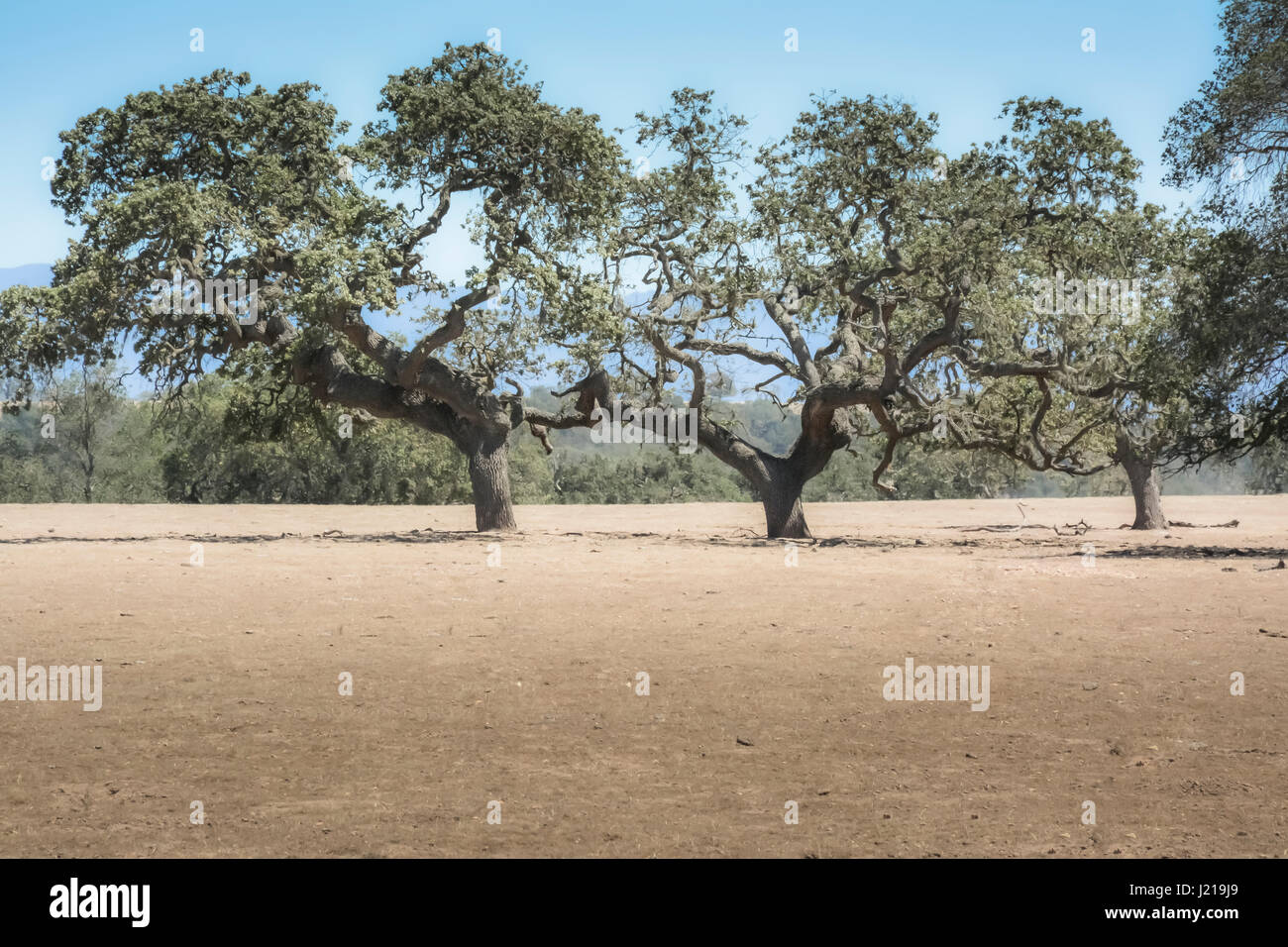 Drei Eichen Coastal kämpfen im Santa Ynez Valley während der Dürre in dieser semiariden Wine Country in Südkalifornien Stockfoto