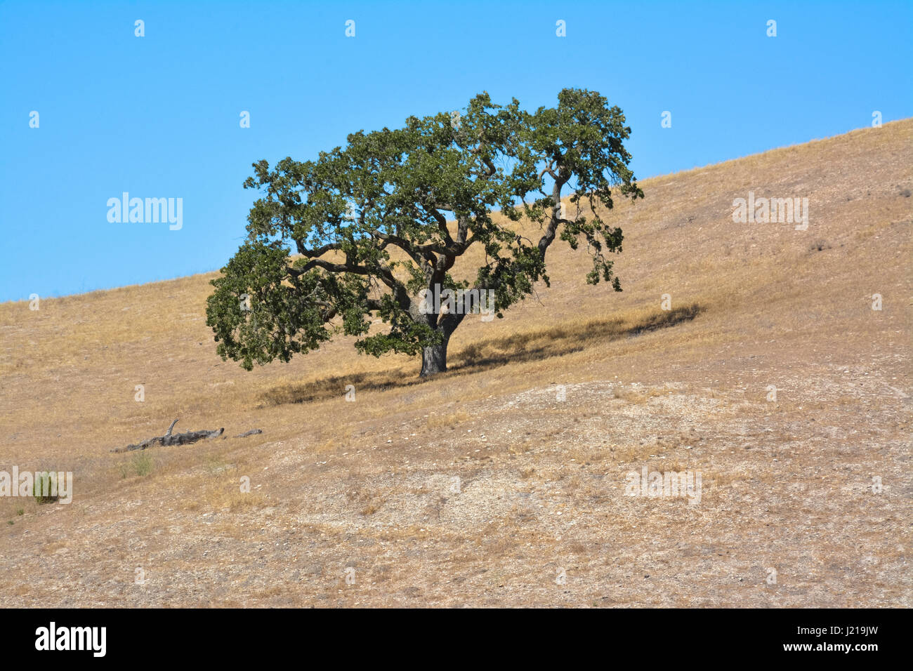 Ein einsamer Coastal Phaseneiche Baum kämpft aufgrund der Trockenheit auf einem Hügel in der semi-ariden Chaparral Santa Ynez Valley Wine Country, Southern California Stockfoto