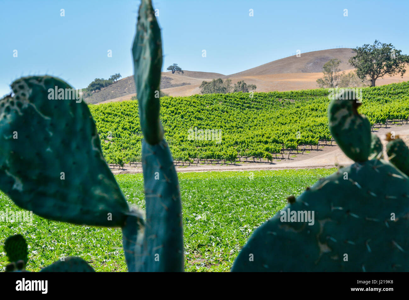 Malerische Aussicht auf Eichen & sanften Hügeln mit Weinbergen vor einem Feigenkaktus im Santa Ynez Valley Wine Country, Southern California Stockfoto