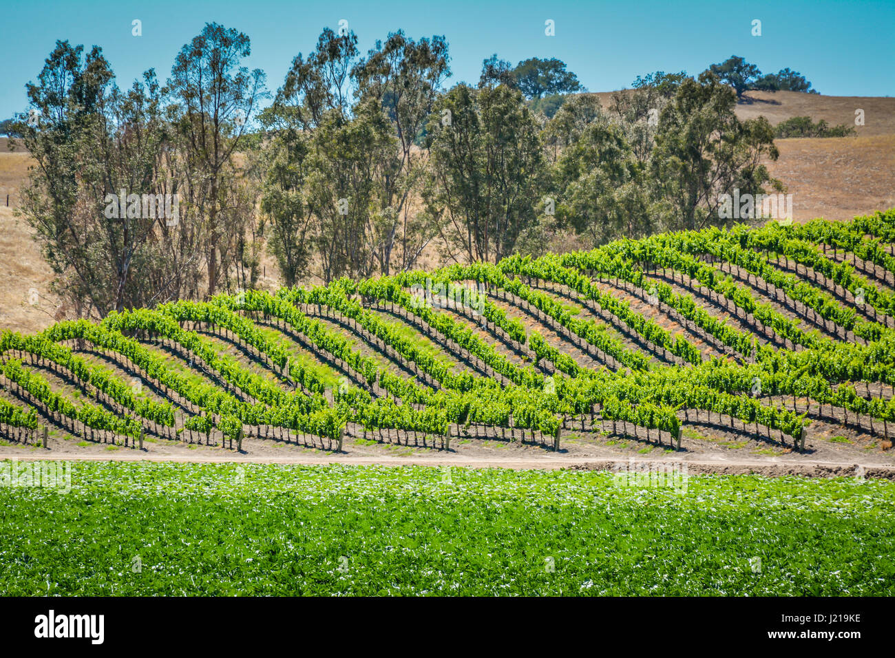Blick auf die Weingärten zwischen den sanften Hügeln im Santa Ynez Valley in Zentralkalifornien bei Los Olivos. Stockfoto