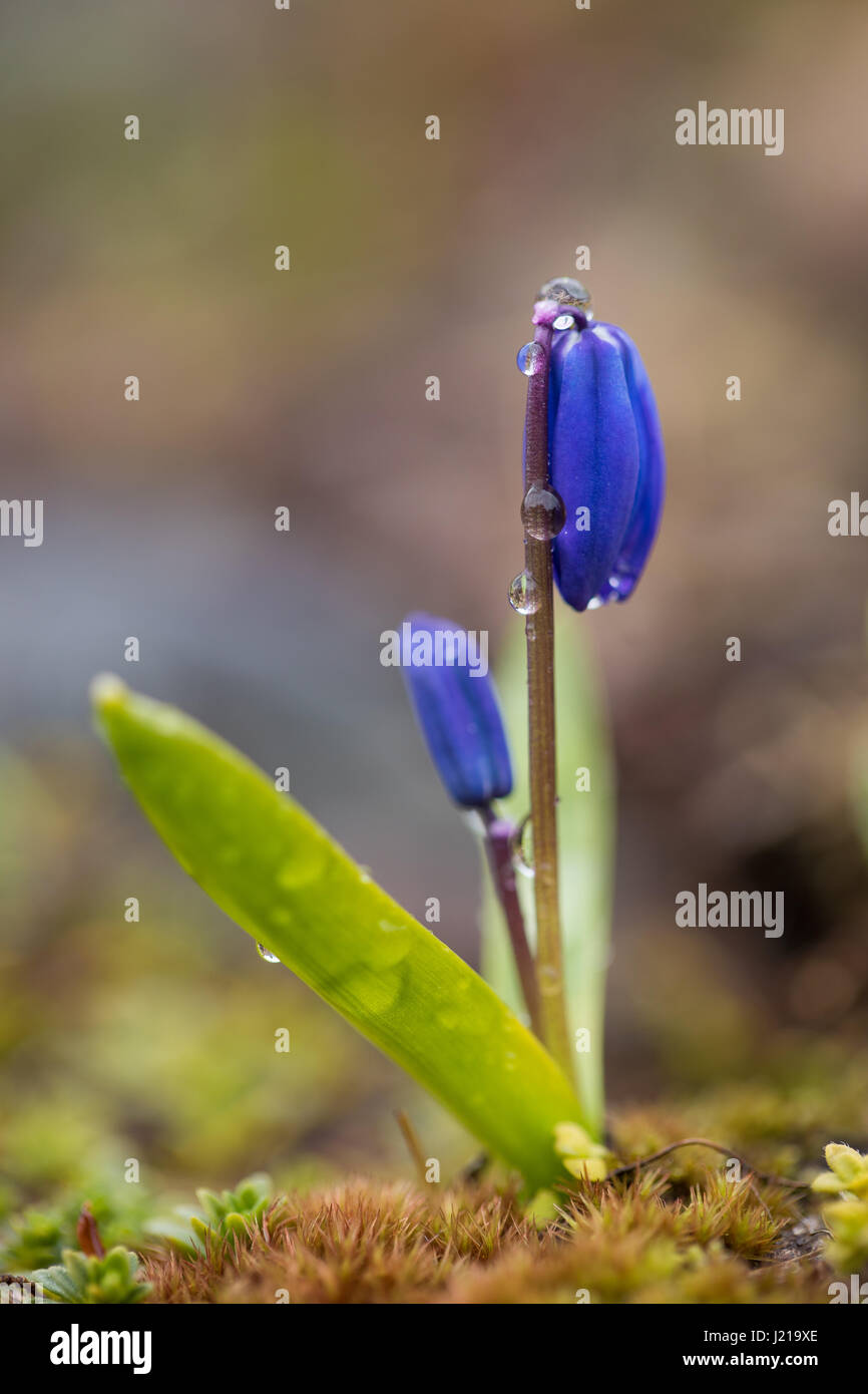 Makro-Bild von Scilla Blüte mit Regentropfen Stockfoto