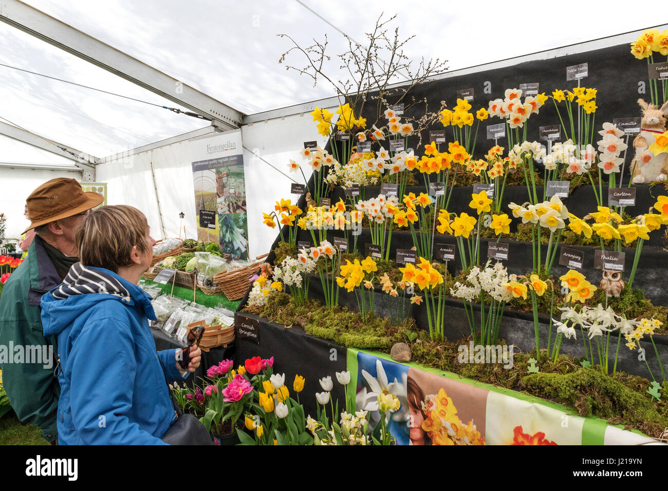 Besucher bewundern die Narzisse präsentiert auf der jährlichen Cornwall Spring Flower Show hielt im Boconnoc Haus in der Nähe von Lostwithiel in Cornwall, Großbritannien. Stockfoto