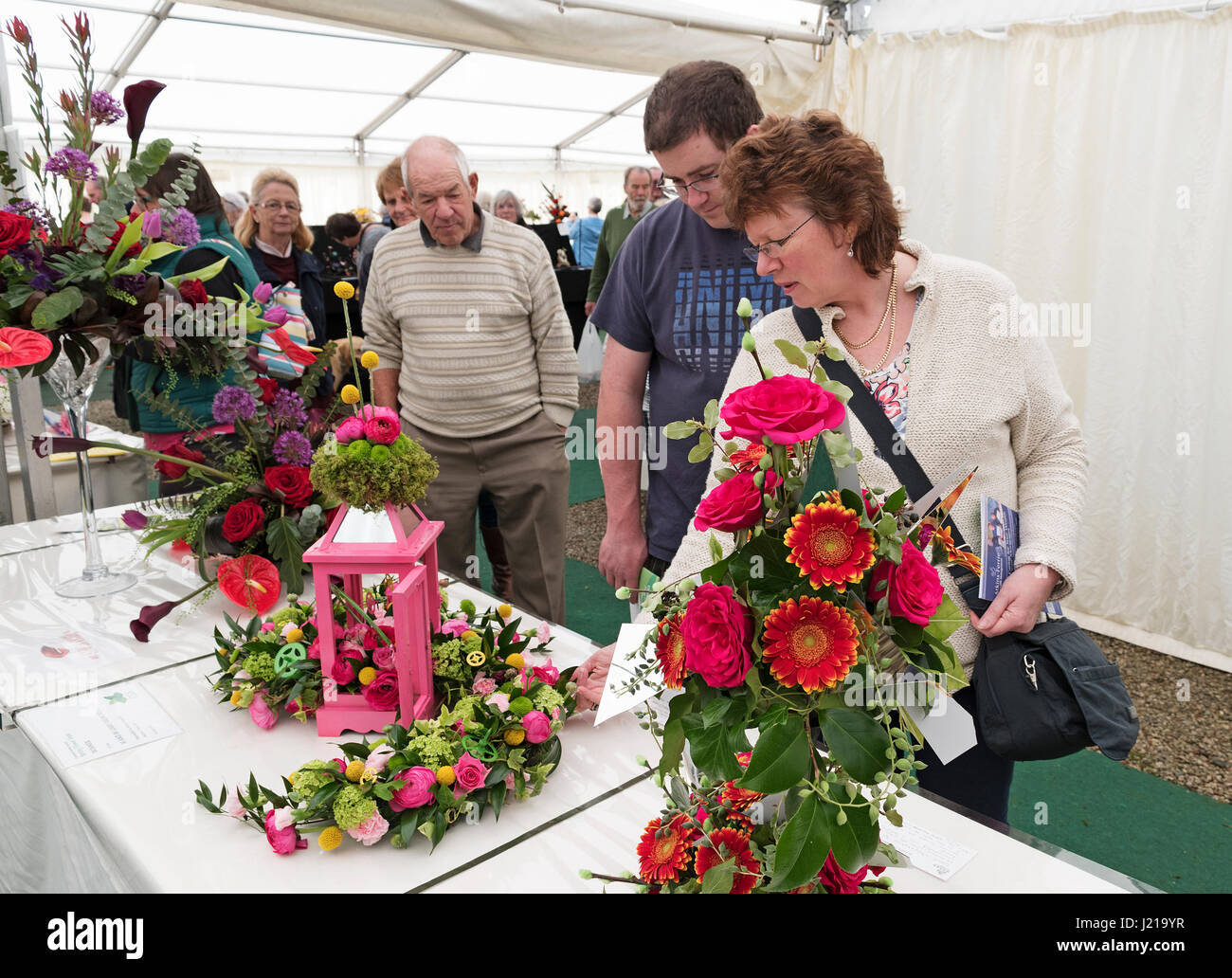 Besucher bewundern die Blumenkunst auf der jährlichen Cornwall Spring Flower Show hielt im Boconnoc Haus in der Nähe von Lostwithiel in Cornwall, Großbritannien. Stockfoto