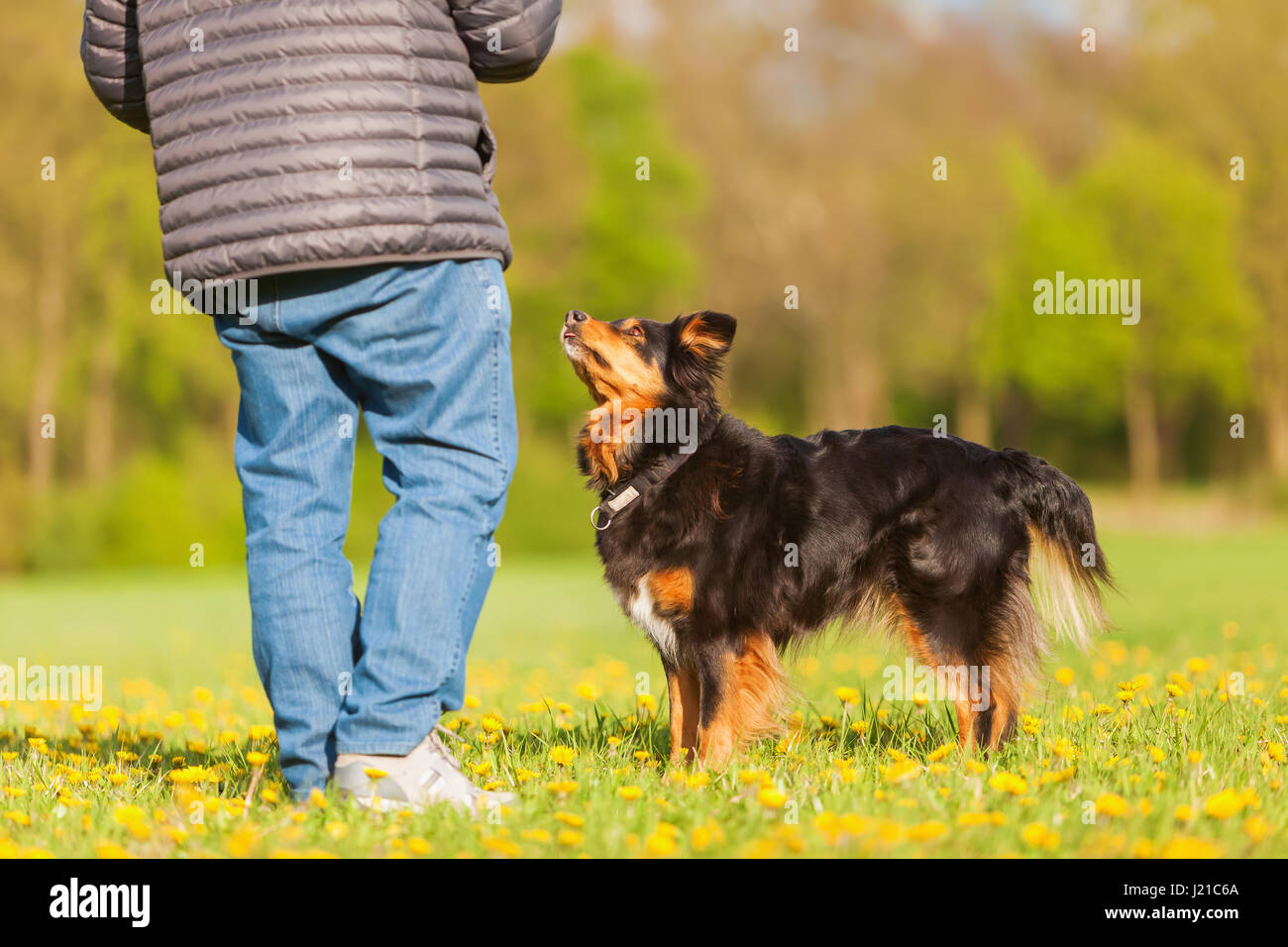 Mann mit einem Australian Shepherds auf der Wiese Stockfoto