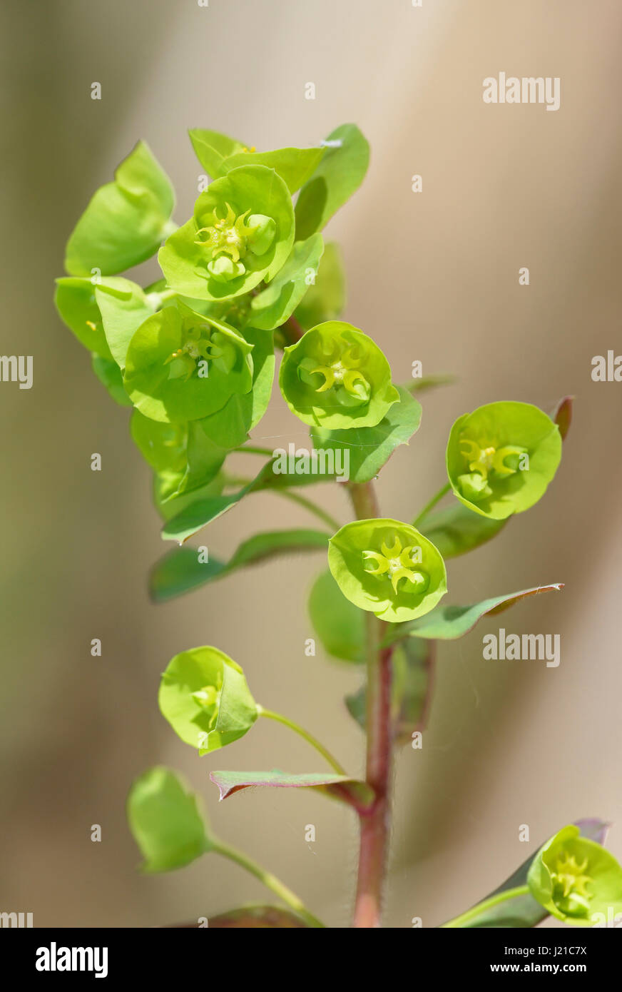 Holz-Wolfsmilch - Euphorbia Amygdaloides Single flower Spike gegen diffuse braunen Wald Hintergrund Stockfoto