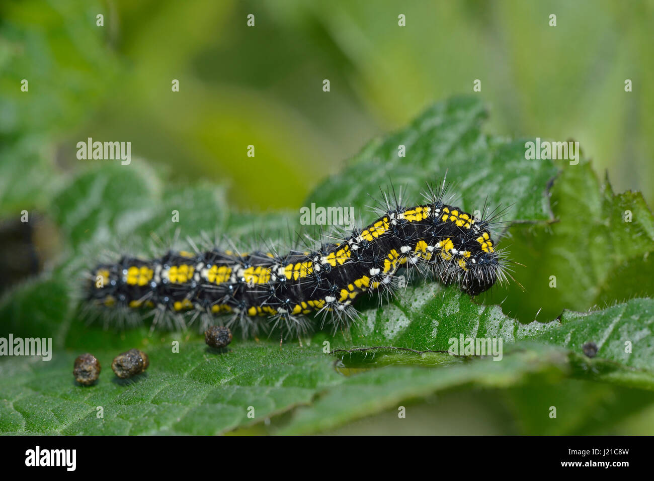 Raupe des scharlachroten Tiger Moth - Panaxia Dominula, Fütterung auf Beinwell - Symphytum officinale Stockfoto