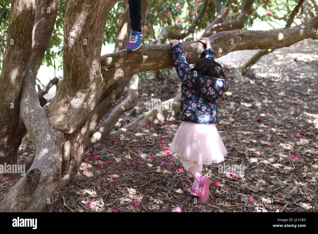Kinder (jungen und Mädchen) spielen im Rhododendron-Baum in einem Wald bei Sheffield Park und Garten, England Stockfoto