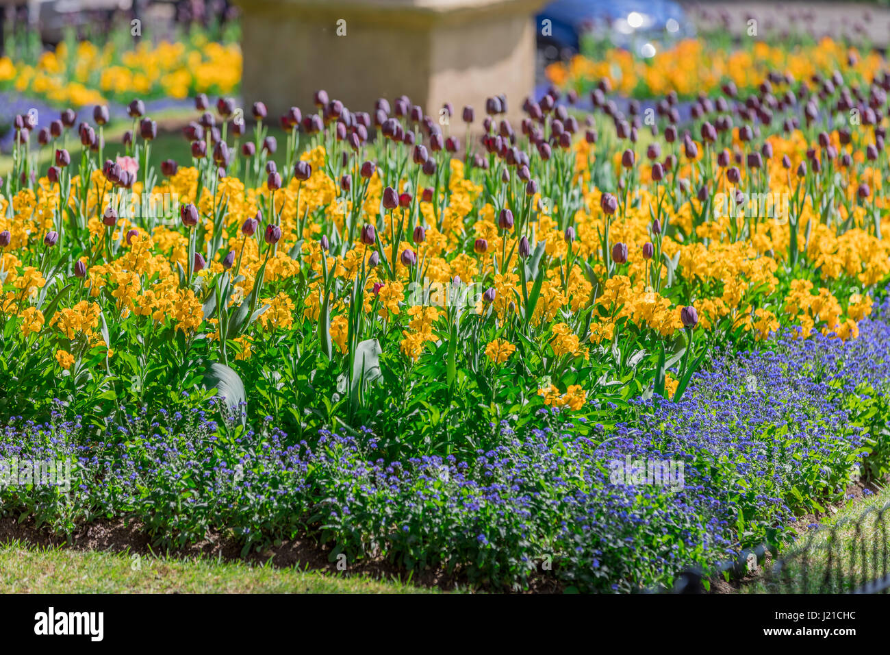 Detail einer bunten Blumengarten in einem Park in Bath, England, Grossbritannien Stockfoto