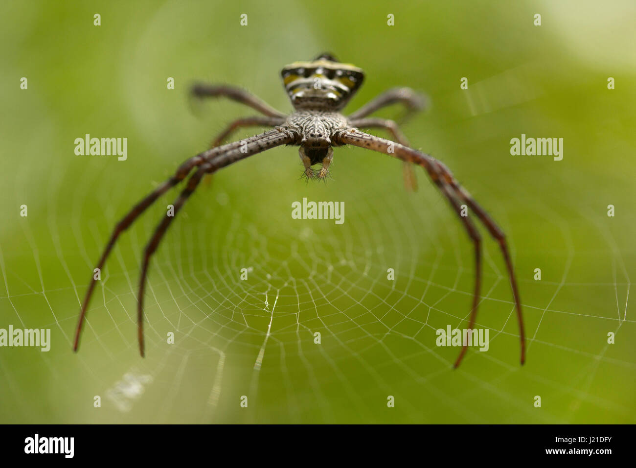 Unterschrift Spinne, Wespenspinne sp, Goa, Indien. Spinnen der Gattung Argiope finden sich oft in Gärten. Die Gattung erwirbt den Namen aus der griechischen Sprache Bedeutungsebenen Stockfoto