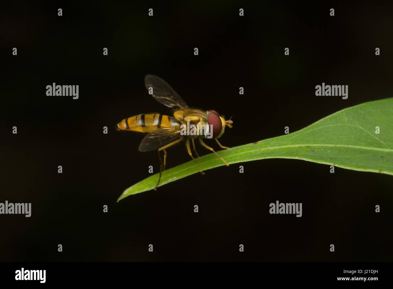Leichtes fliegengewicht -Fotos und -Bildmaterial in hoher Auflösung – Alamy