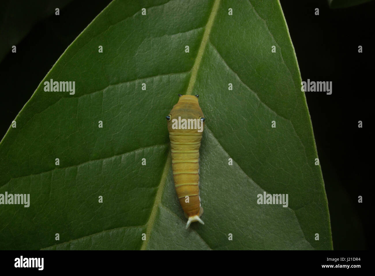 Schmetterling Raupe, Aarey Milch Kolonie Indien. Alle Schmetterlinge haben komplette Metamorphose. In einem Erwachsenen wachsen sie 4 Stadien durchlaufen: Ei, la Stockfoto