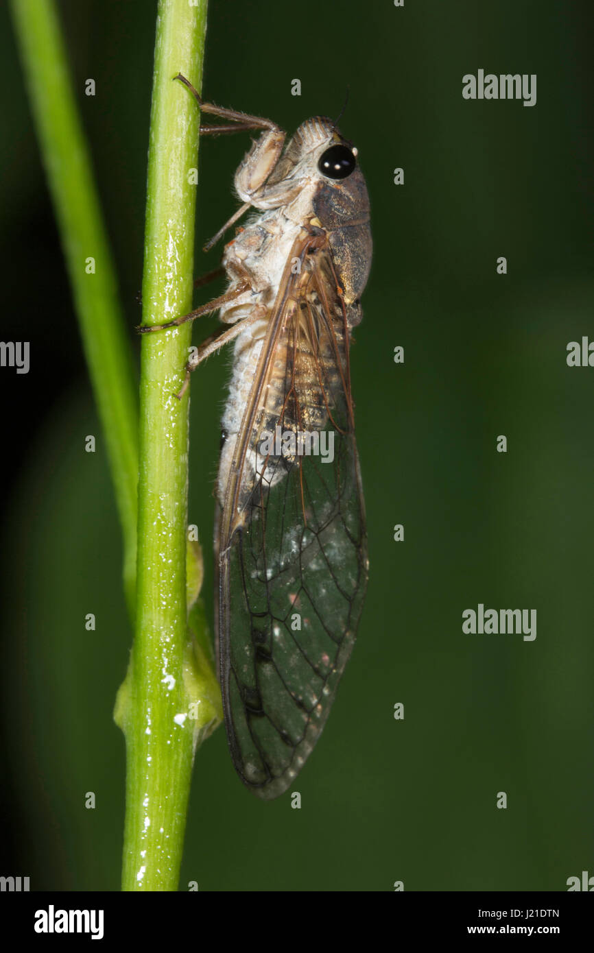 Zikade, Aarey Milch Kolonie, Indien. Die Zikaden sind eine Überfamilie der Cicadoidea von Insekten in der Reihenfolge Hemiptera. Sie sind in der Unterordnung Auchenor Stockfoto