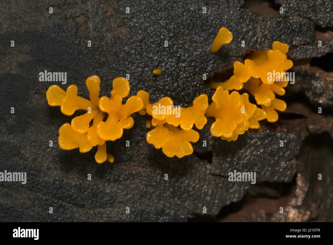 Pilz, Aarey Milch Kolonie, Indien. Ein Pilz ist fleischig, sporentragende Fruchtkörper eines Pilzes, produziert in der Regel oberirdisch auf Boden oder auf Stockfoto