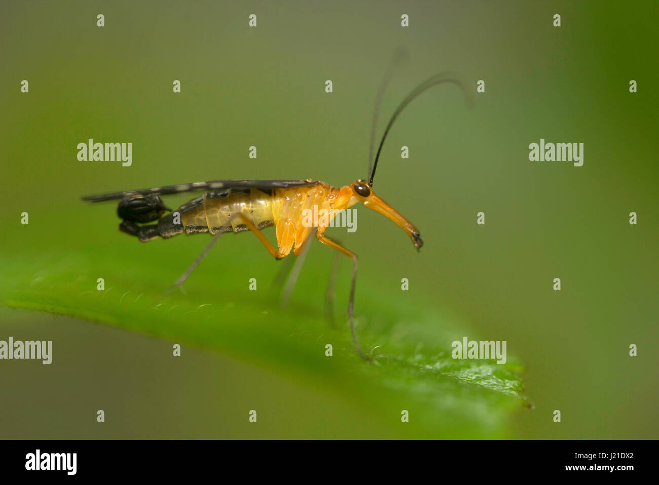 Scorpion Fly, Aarey Milch Kolonie Indien. Scorpion fliegen sind sogenannte durch die Männchen einer Familie Panorpidae haben vergrößerte Abdomen und Genitalien Stockfoto