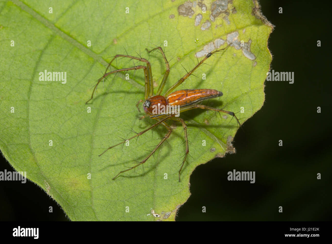 Luchs Spinne, Oxyopidae, Aarey Milch Kolonie, Indien. Luchs-Spider ist der allgemeine Name für jedes Mitglied der Familie Oxyopidae. Die meisten Arten machen uns wenig Stockfoto